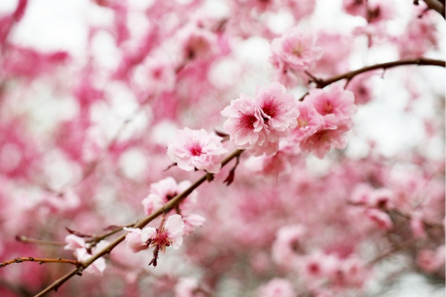 Fleurs de cerisier
